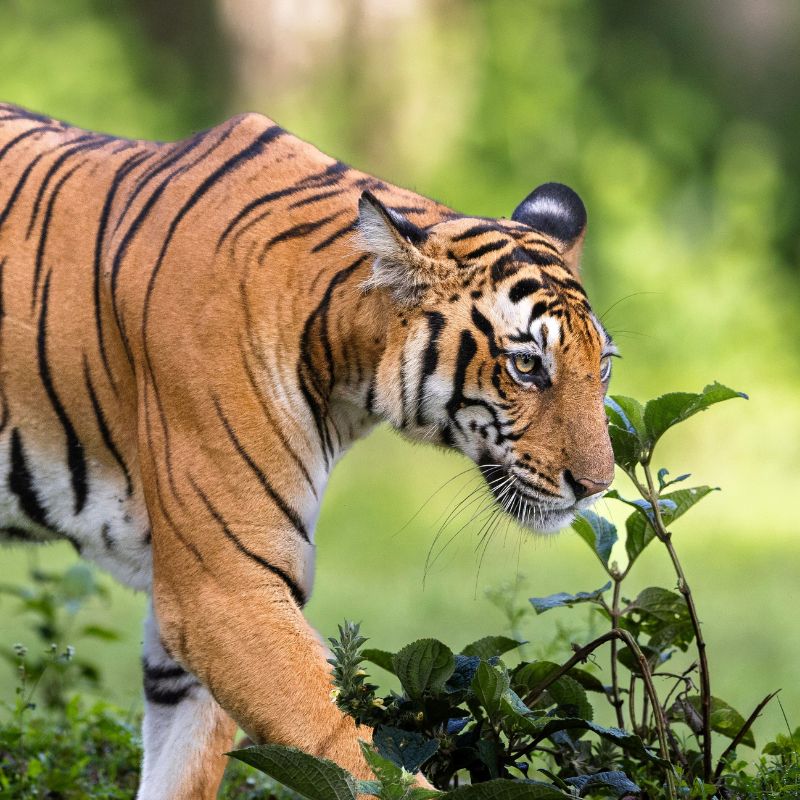 images/insta/Uttarakhand Tour Package 7 Nights 8 Days 7.jpg